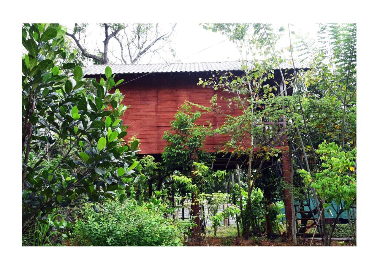 Sun And Green Eco Lodge - Dambulla Exteriér fotografie